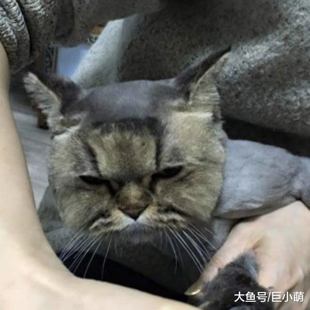 手残猫奴剪毛，作死把猫头上全剃光，猫皇：你给我小心一点