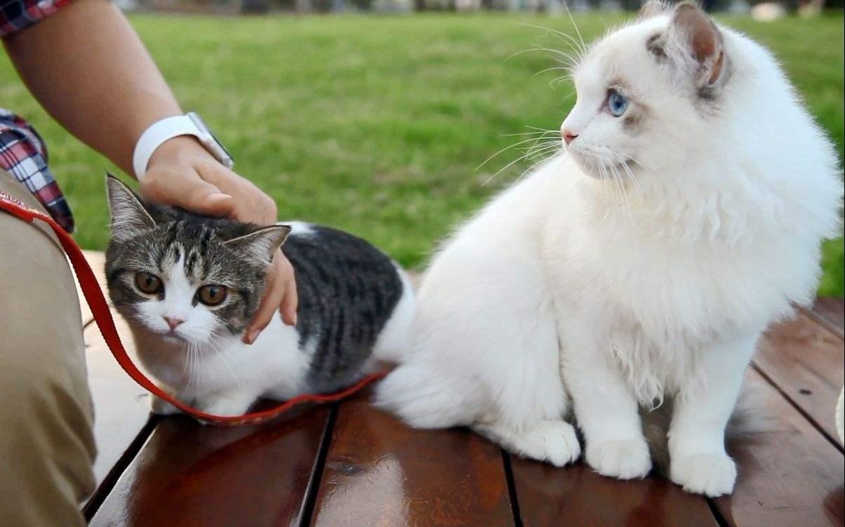 猫咪也要散步, 中年“宅猫”可能产生焦虑幻觉, 遛猫的学问很大!