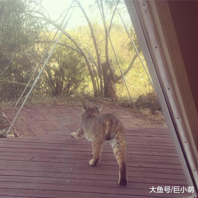 鸟儿天天叼蜥蜴，到女子门前跳舞表白，专家表示它爱的不是你