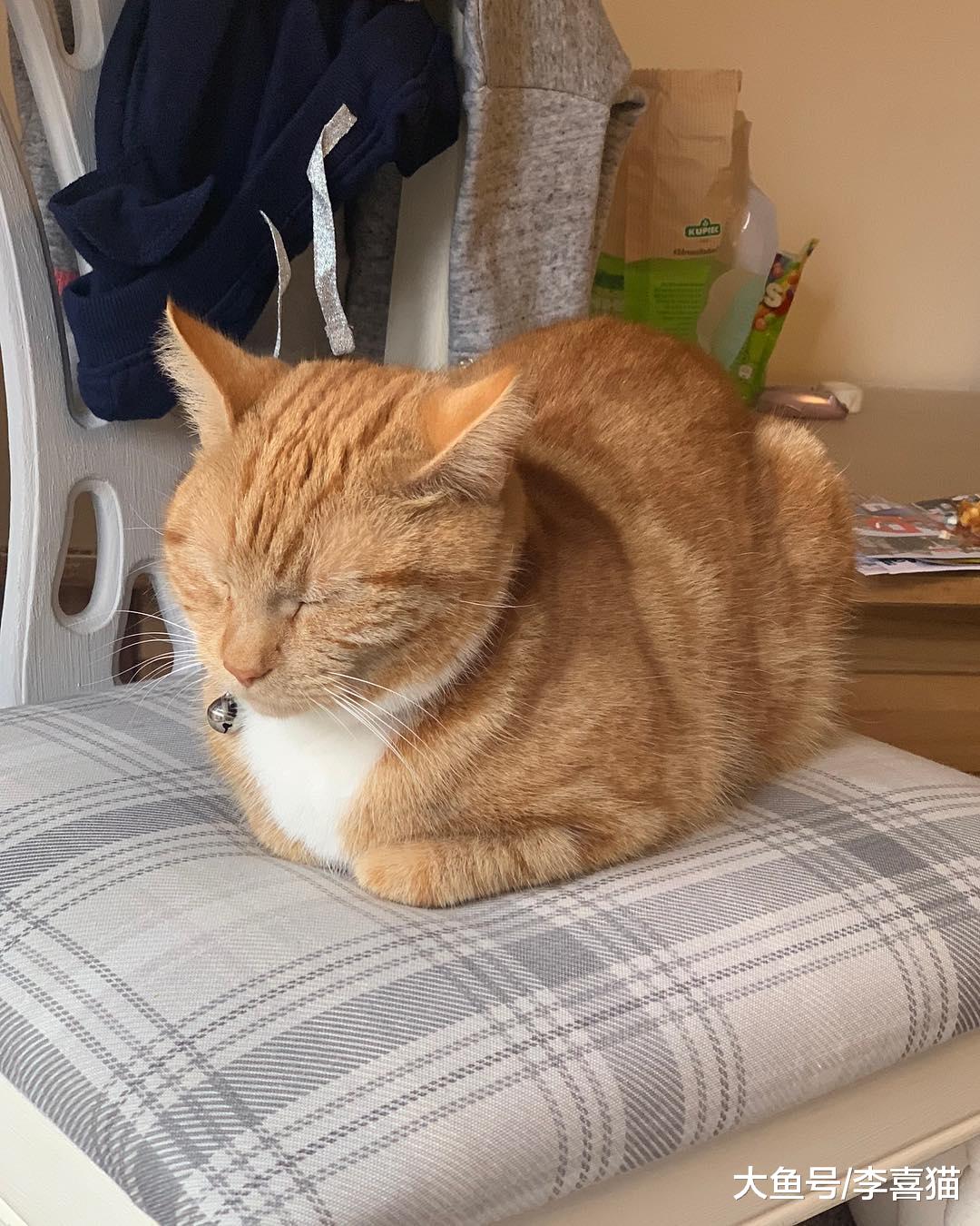 不要以为猫咪很傻很天真，演起戏来猫主子们个个都是影帝级别的！