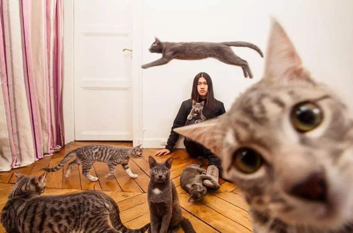 娶個惜貓如命的老婆，家里養38個寵貓外面N個流浪貓，是啥感覺？