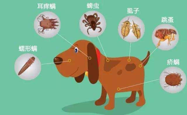 小知识: 狗狗寄生虫的5大种类以及应对措施, 建议饲主收藏!