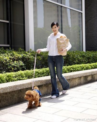 都說泰迪犬聰明，但是如果它經常做這5件事，說明就是只笨狗！