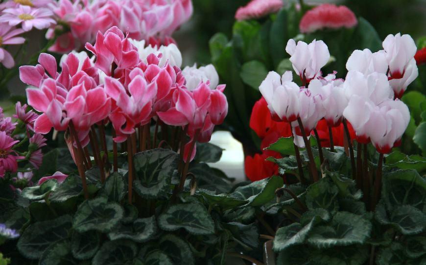 如何养护仙客来，知道这些方法后，养护起来更加轻松