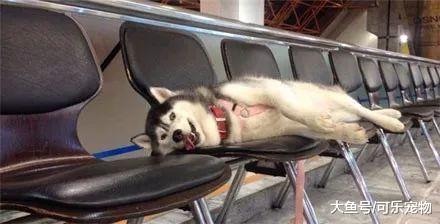 为了对付拆家的哈士奇，主人只能把它喂胖，这下二哈只能吃了就睡