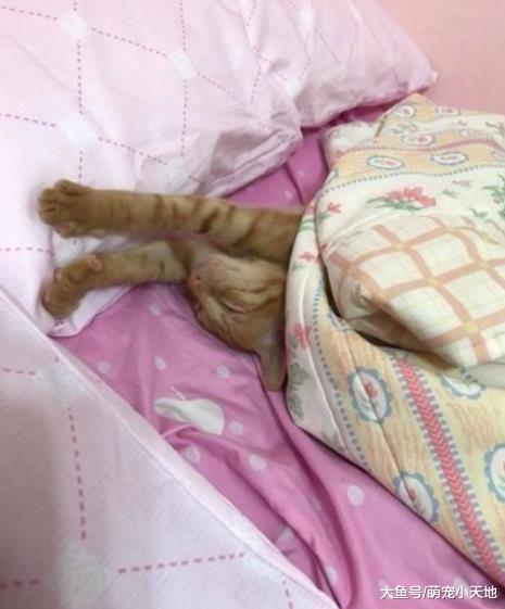 幼猫遭弃暗巷，她心疼收编3个月后怀疑：我养的是不是狗？