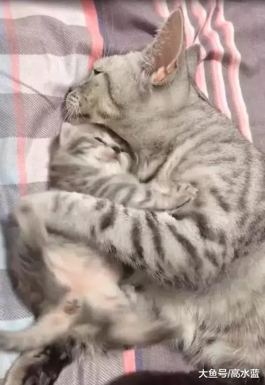 小猫晚上不睡觉在“发烂扎”, 猫妈一个举动, 温暖无数网友!