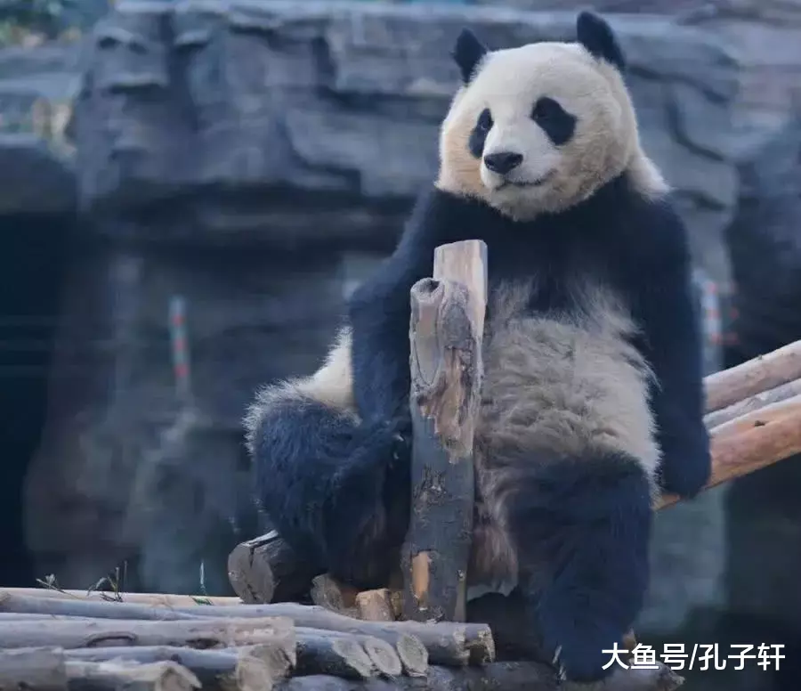 这年头连大熊猫都知道自己是“国宝”了, 没点“气势”怎么敢出来混!