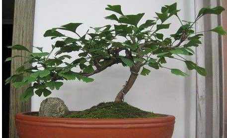 银杏树又硬又脆，所以对于造型这个环节是有较高要求的