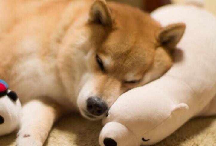 鏟屎官套路柴犬，給它灌了幾口啤酒，柴犬的反應笑哭主人