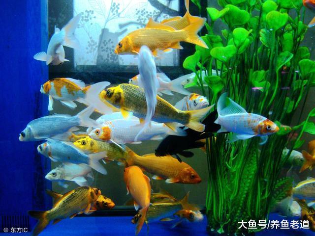 給觀賞魚下藥治療，我的原則永遠是這種操作模式！