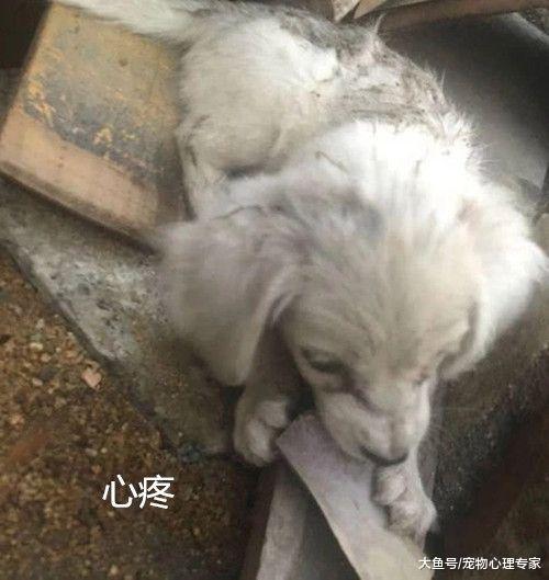 看见流浪狗在啃木头，女孩心中一酸：走，我带你回家