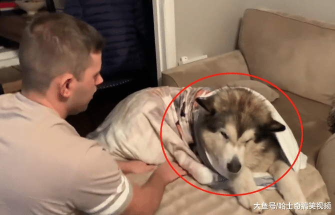 阿拉满身都是肉还总要抱，主人说要打包送走它，态度就变了