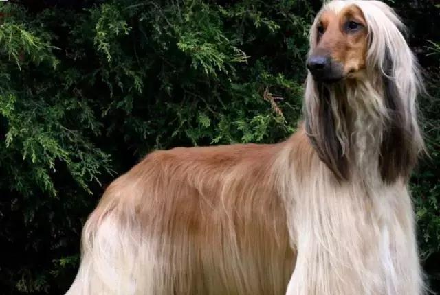 猫：我吃饭的时候，狗不要插嘴！为什么狗这么喜欢抢猫粮吃？