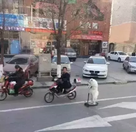 誰說薩摩耶都是傻白甜，你看看這位老司機...