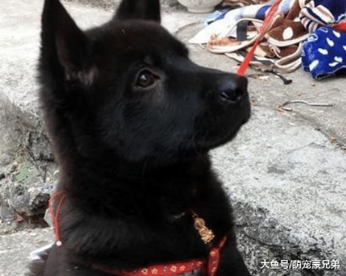 外出时将钥匙留家中，担心被坏人发现，看到狗狗时，计上心来