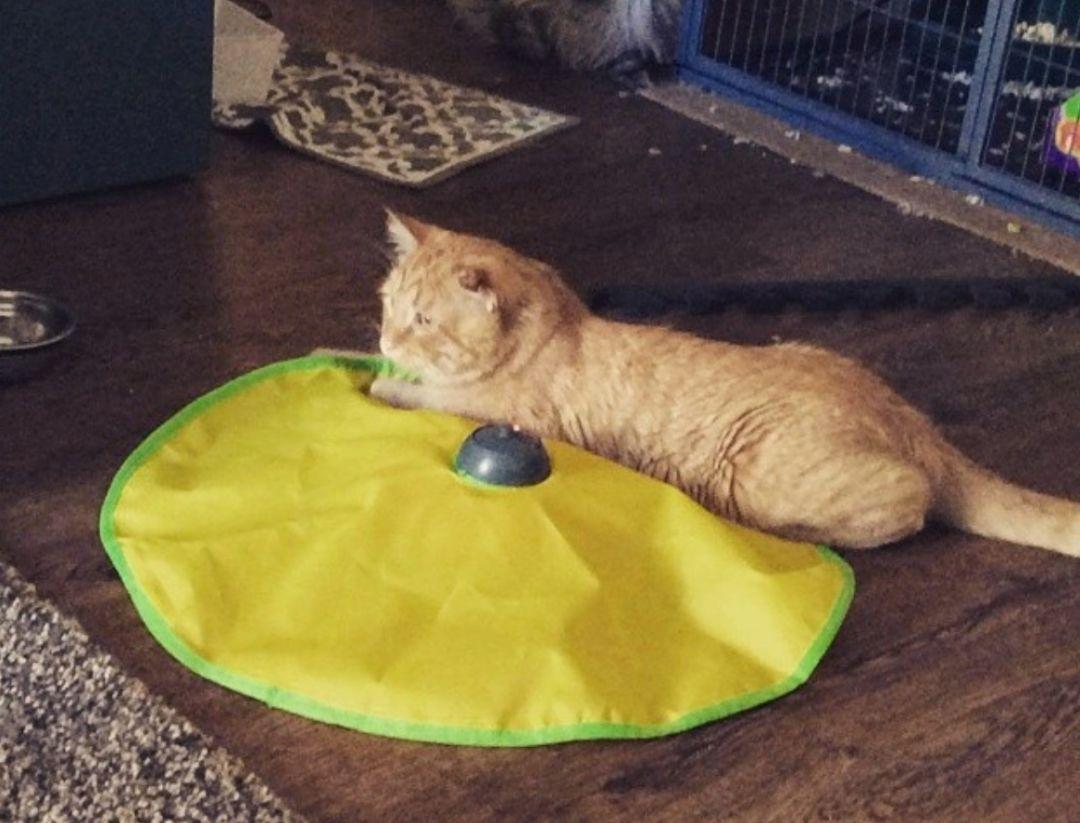 被执行安乐死的前一天，这只丧脸橘猫竟然……