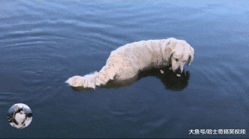 金毛嫌弃家里伙食太差，自己下河捉鱼，养家糊口真不容易啊