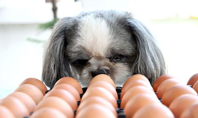 狗狗应该吃生鸡蛋还是熟鸡蛋？