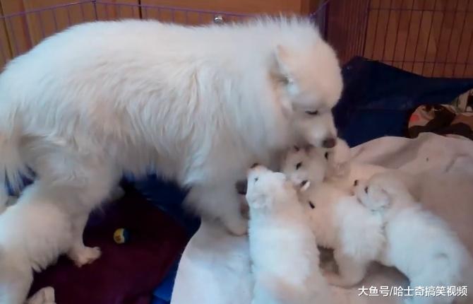 萨摩“夫妻”生了9只娃，奶狗才一个月大，狗妈不敢进窝了