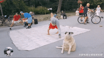 女主人带男票回家，柴犬非要让他睡自己窝，狗：睡这儿暖和