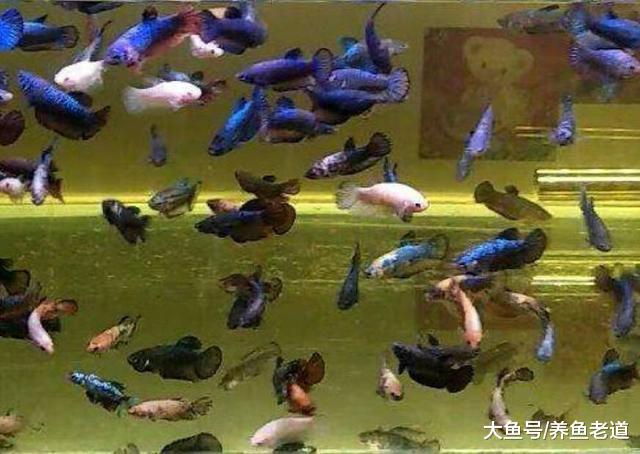 饲养观赏鱼怎么能做到投喂量很大，但是水质也不浑浊？