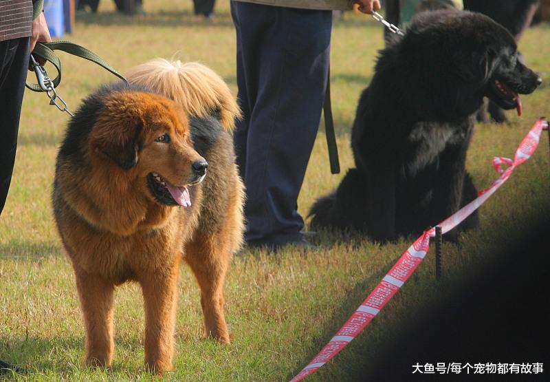 大家会给狗狗做绝育手术吗？绝育手术是利还是弊