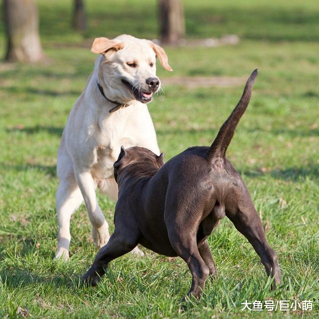 没有尾巴的狗狗，可能不太受欢迎，狗狗交朋友时尾巴的作用大