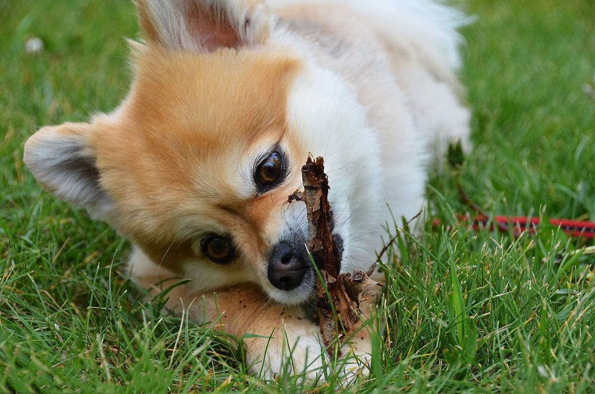 主人：该吃饭了！狗：我明天想尝个“鲜”