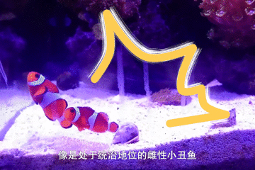 你能读懂小丑鱼的身体语言吗？竟然有这么多不为人知的含义！