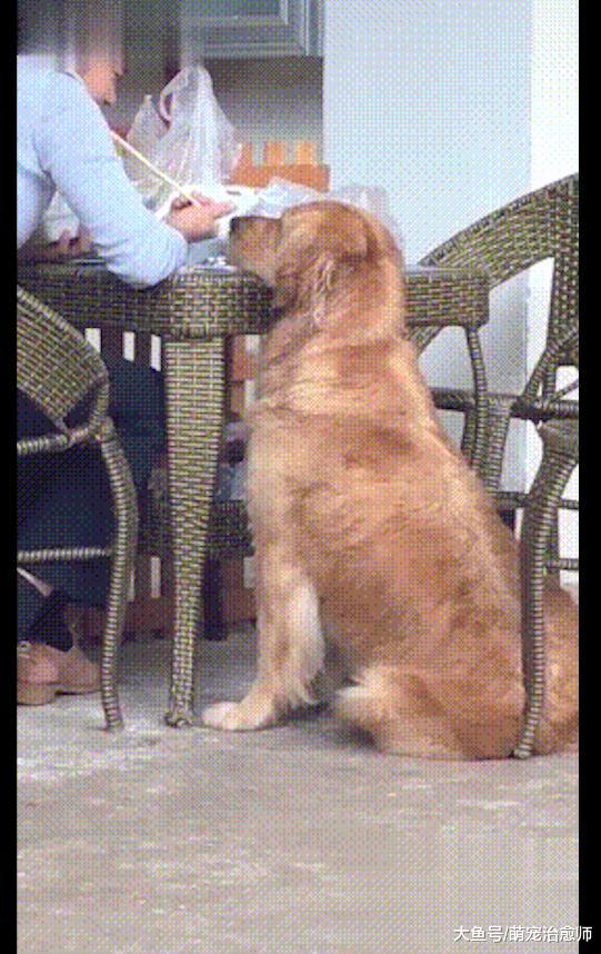 金毛看到人家吃饭，把头搁在桌子上等：姐姐你真美，给我吃一口！