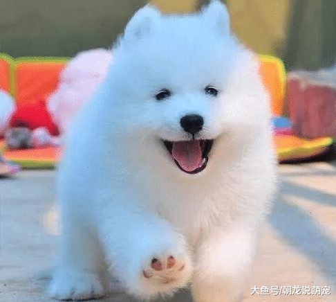 女儿和萨摩耶呆在家中，当主人回到家后笑着说：你是杀生丸？