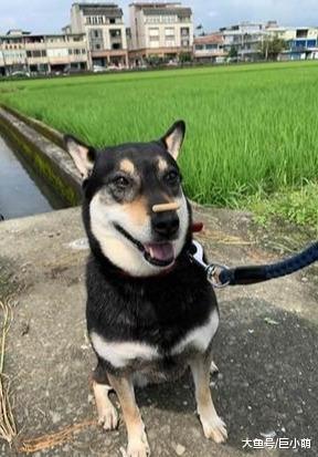 狗狗后腿泡排水沟，吐舌头惬意足浴，刚洗完澡主人快气死了