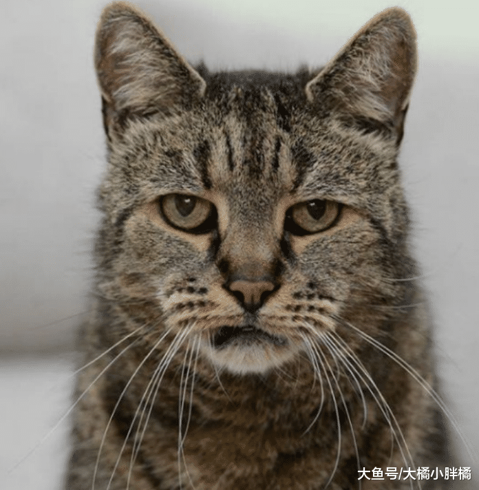 野猫从不认命，它5岁求收养，30岁与病魔抗争，32岁时幸福离去