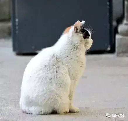 一看這些貓的發型，就知道它們的媽媽不是一般的Tony老師