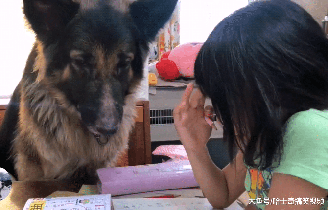 德牧监督小主人学习，像“班主任”一样，写错了罚抄十遍啊