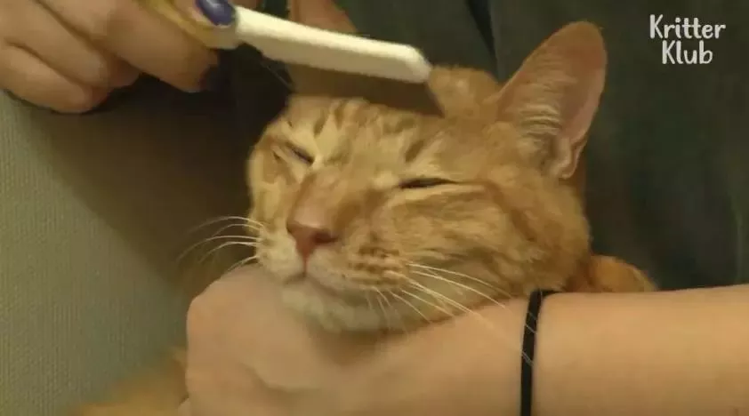 因为爱，这只橘猫爆瘦成一道闪电