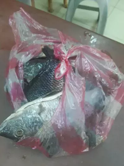 狗子散步回来，它竟然叼回一袋神秘礼物，吓得全家人都不敢吃.....