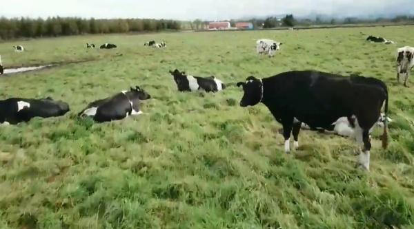 农场主人用奇招赶牛群回家被录下，网友：简直就像电玩游戏