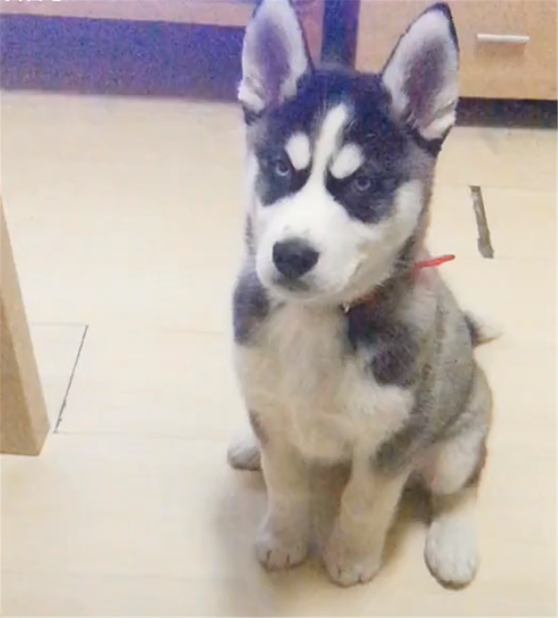 主人买水果，让二哈背着往家里运，狗：请叫我运货犬……