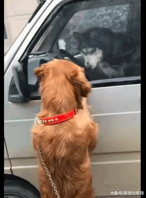 金毛想和車里的哈士奇玩，二哈卻一臉嚴肅：媽不讓我和陌生狗玩！