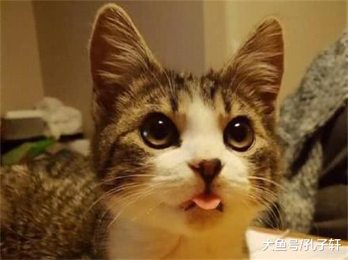 橘猫出去玩闯了祸, 哭丧着脸回到家, 铲屎官第一时间掏出了手机