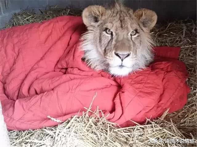 小狮子晚上做噩梦，饲养员拿毯子安抚，一直到长大也没改掉这习惯