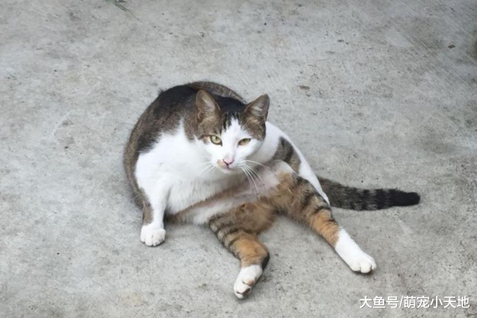 骑车待转九分看到猫吹个口哨就跑过来，载回家后养成巨饭团