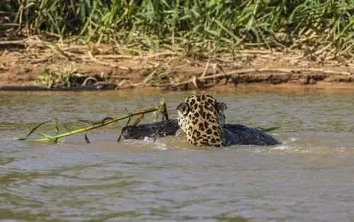 实拍一只美洲豹伏击鳄鱼, 鳄鱼无力反抗, 瞬间被秒杀