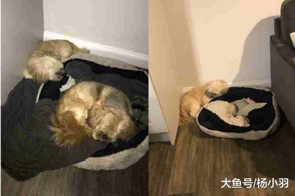 哥哥走1年主人以为狗狗悲痛全愈，直到发现狗这个习惯，惹哭众人