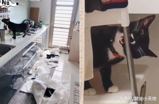 黑猫帅气滑垒却扑街！它原地拨砂掩盖事实以为没人看到