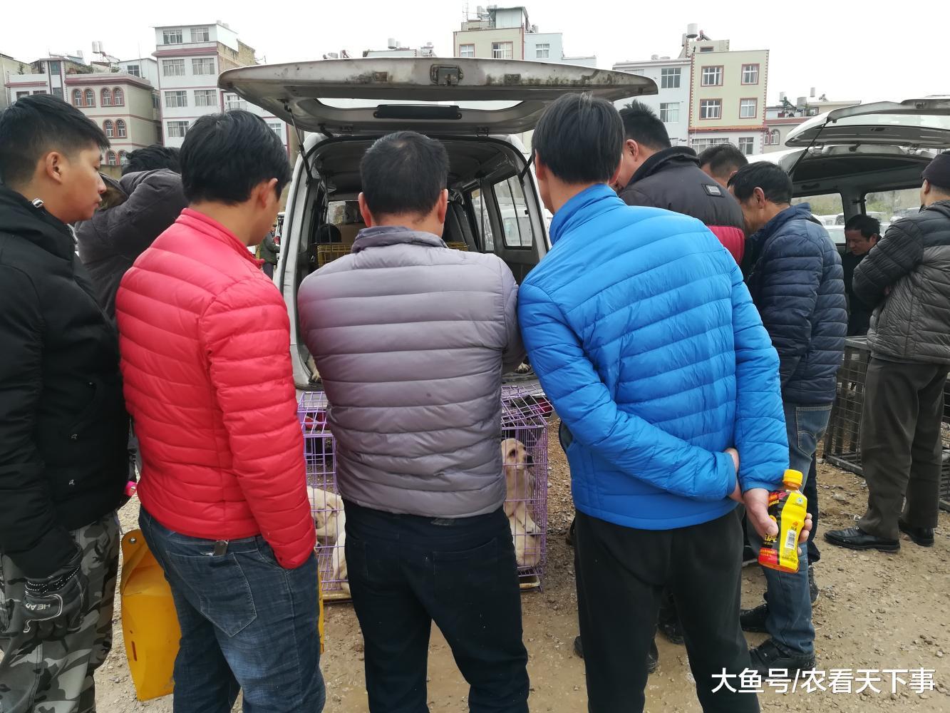 饲养场商贩低价出售拉布拉多, 幼犬喊价700元成犬1300元!