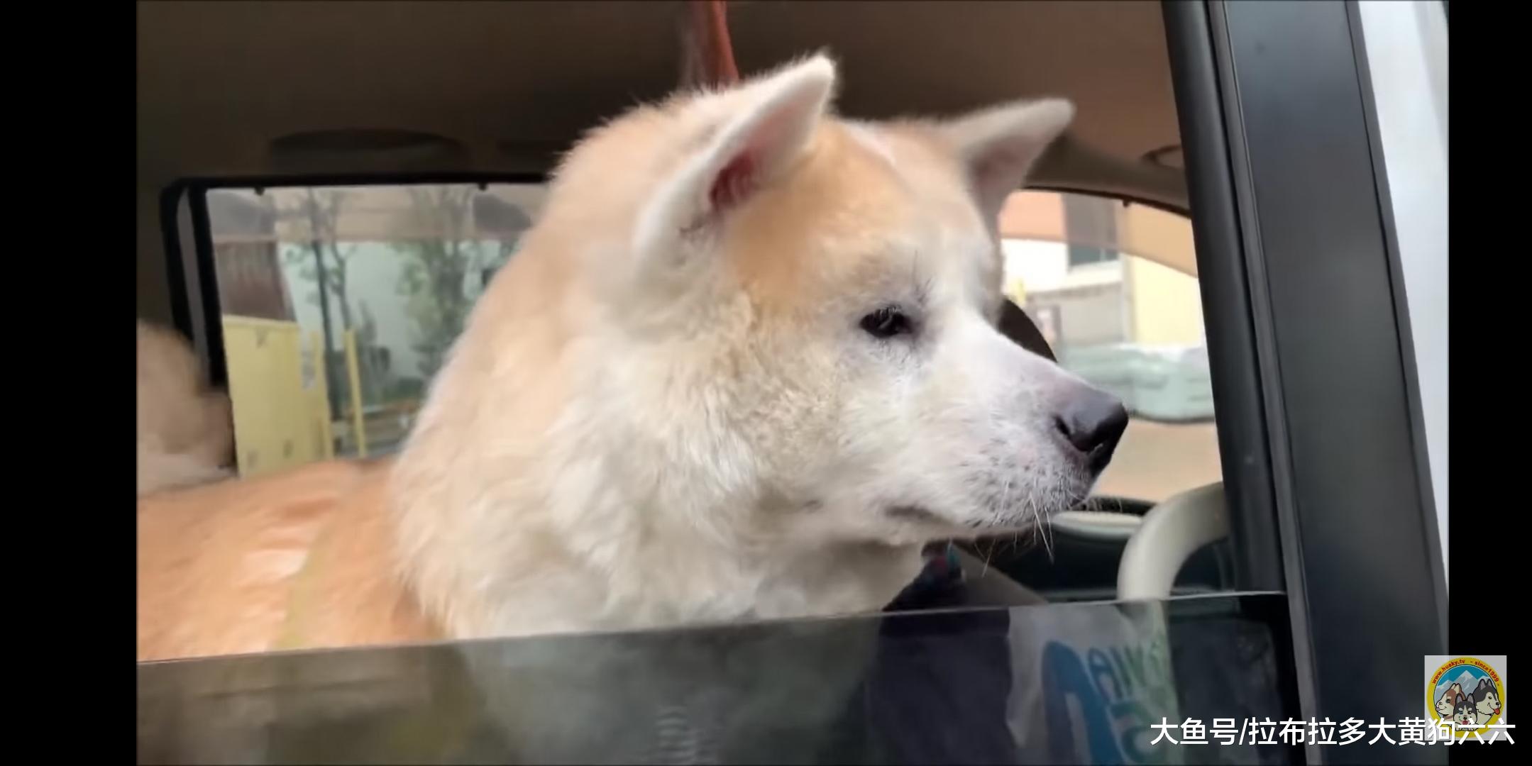 秋田犬对宠物医院女医生的单相思之恋，每次相逢都好甜啊~