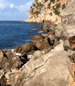 流浪猫私自闯上车被赶出，最后居然搭上顺风车，环游全欧洲